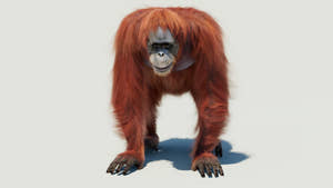 Female Orangutan 3D Model with Fur Thumbnail