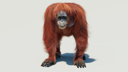 Female Orangutan 3D Model with Fur