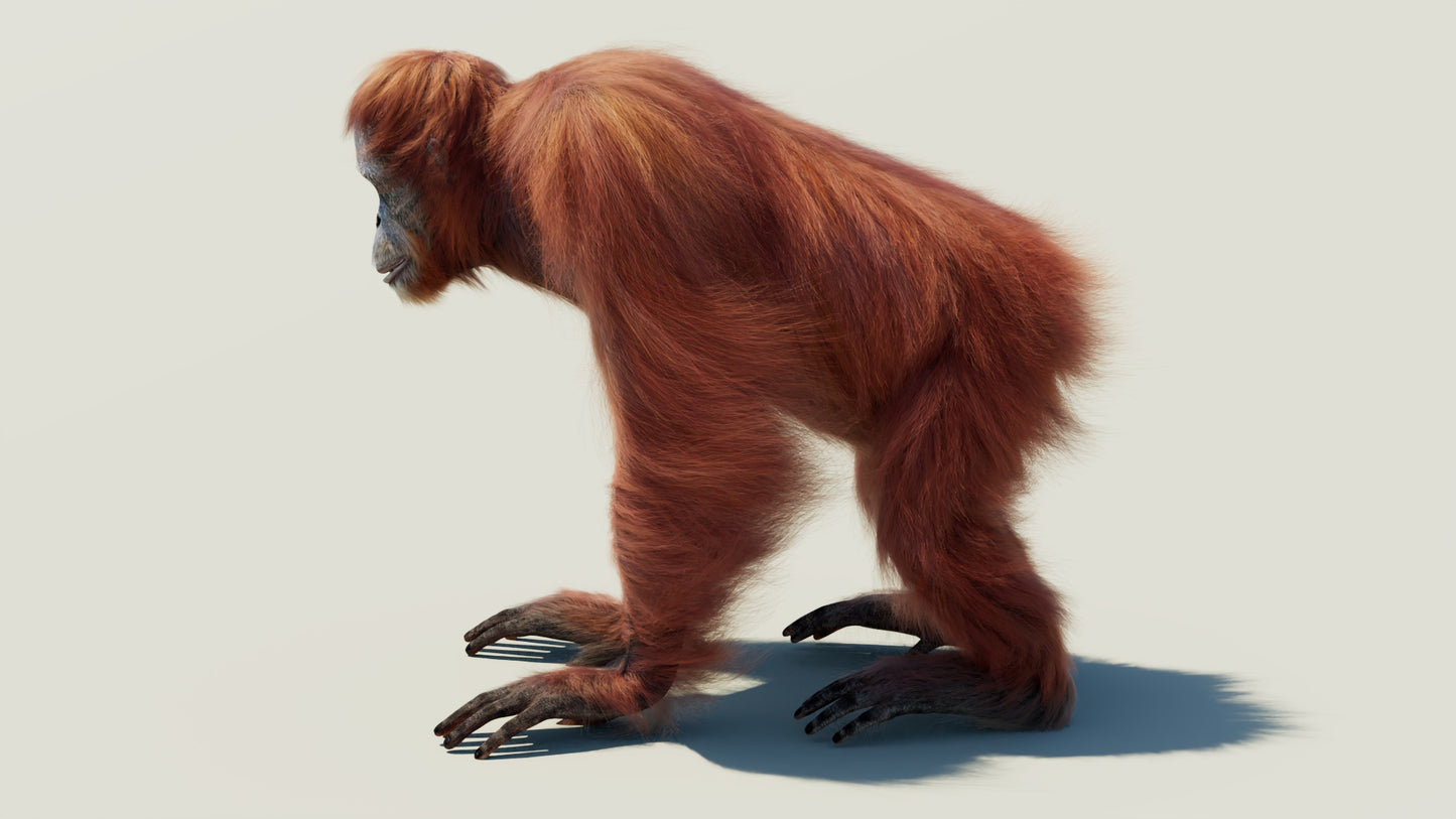 Female Orangutan 3D Model with Fur