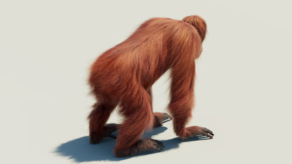 Female Orangutan 3D Model with Fur