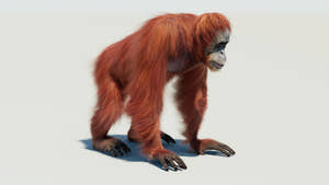 Female Orangutan 3D Model with Fur Thumbnail