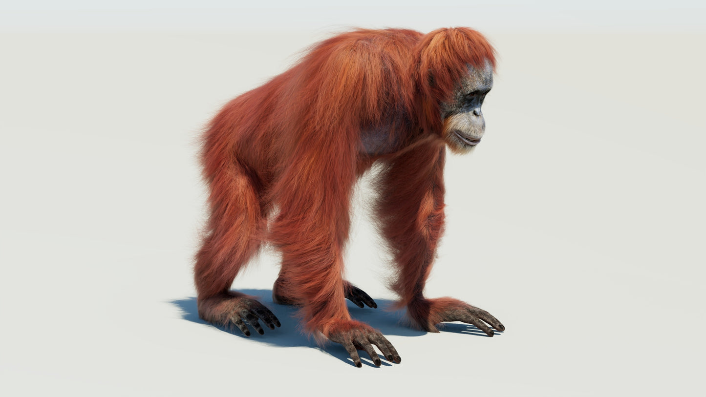 Female Orangutan 3D Model with Fur