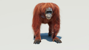 Female Orangutan 3D Model with Fur Thumbnail