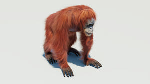 Female Orangutan 3D Model with Fur Thumbnail