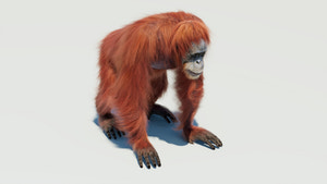 Female Orangutan 3D Model with Fur Thumbnail