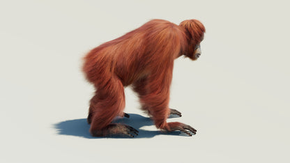 Female Orangutan 3D Model with Fur