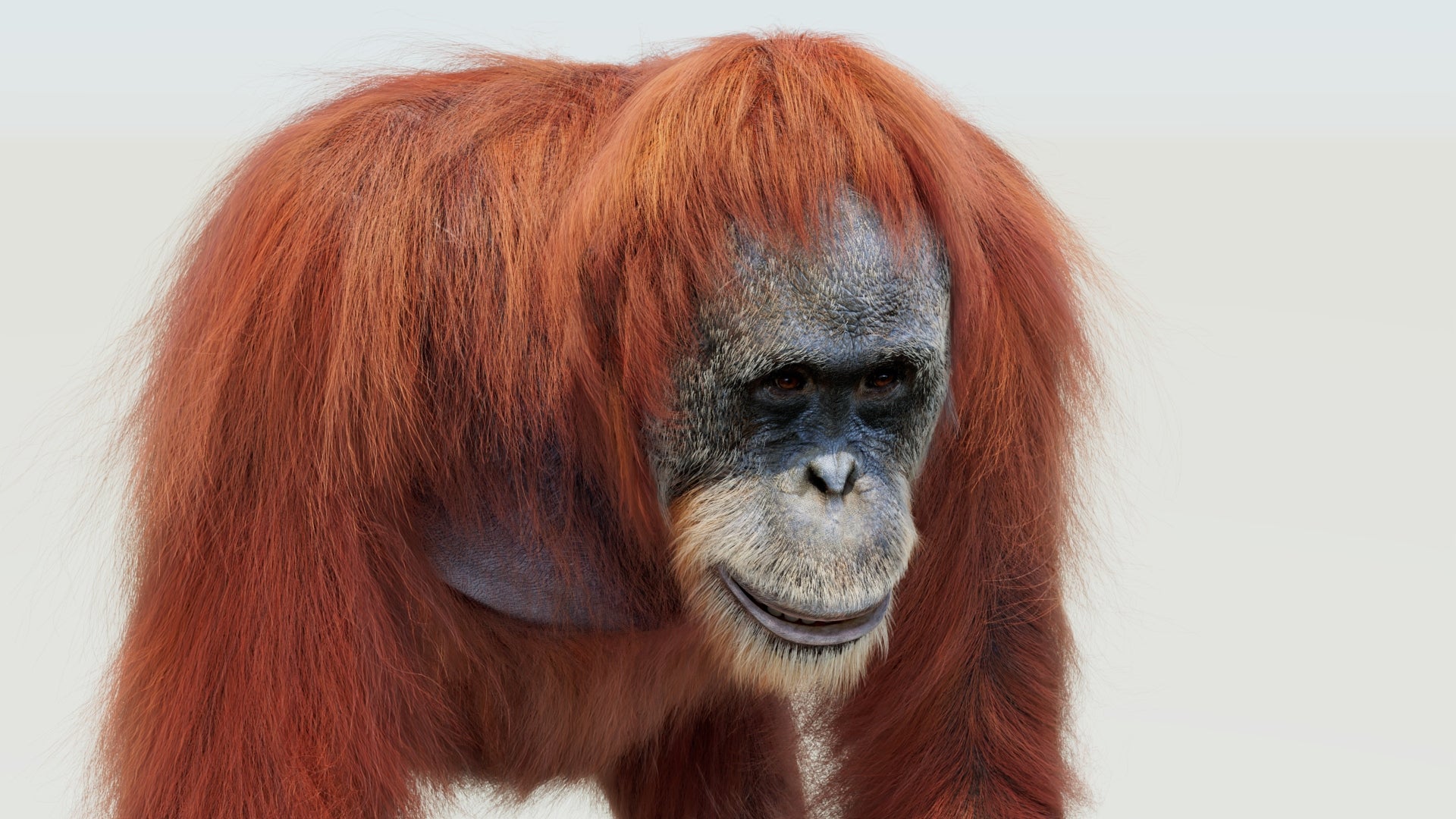 Female Orangutan 3D Model with Fur