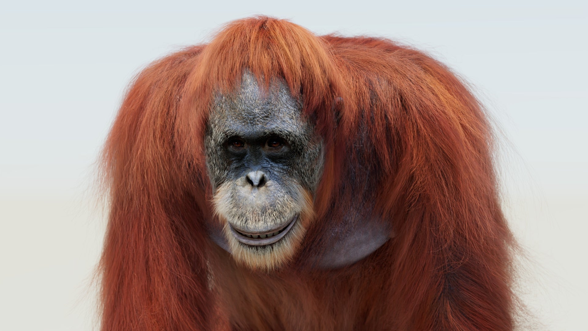 Female Orangutan 3D Model with Fur