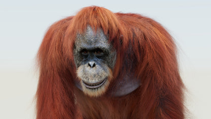 Female Orangutan 3D Model with Fur