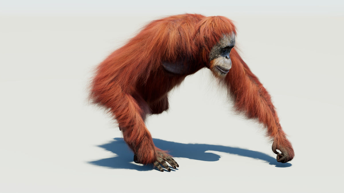 Animated Orangutan 3D Model - Hair and Fur - 360 Degree View