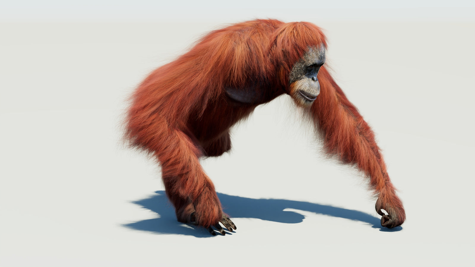Orangutan 3D Model Animated Fur 360° view 3 frame 3