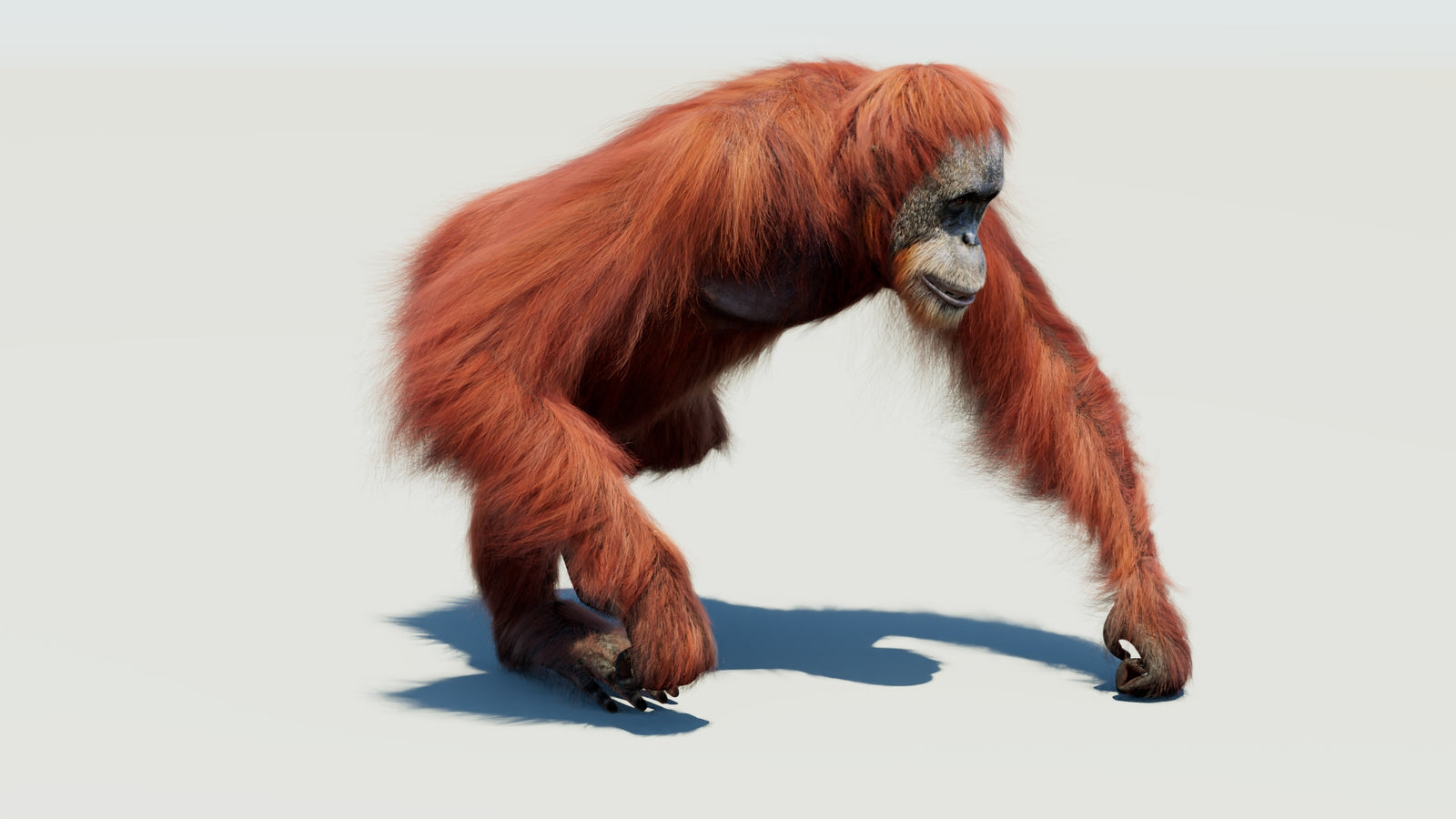 Orangutan 3D Model Animated Fur 360° view 3 frame 6