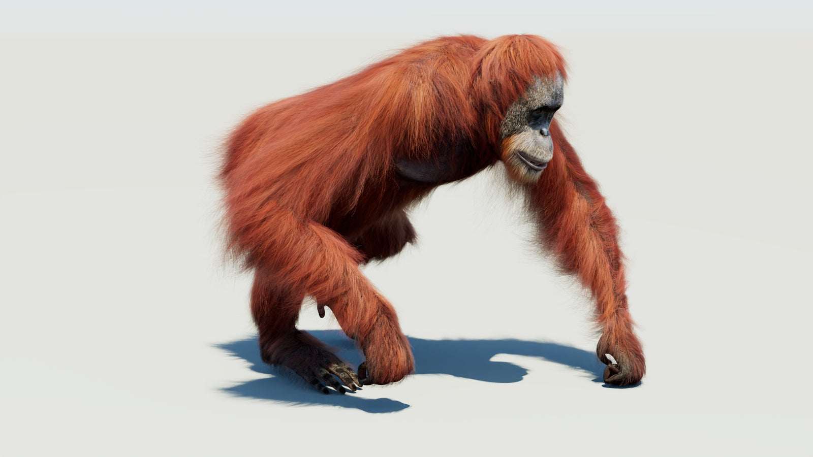 Orangutan 3D Model Animated Fur 360° view 3 frame 8