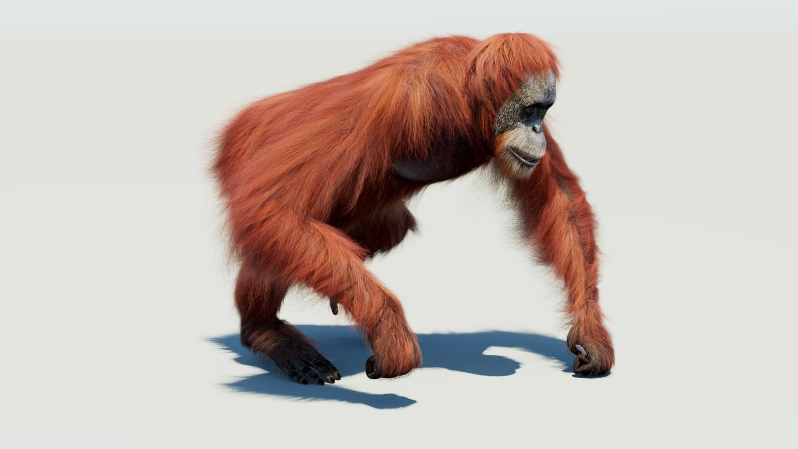Orangutan 3D Model Animated Fur 360° view 3 frame 10