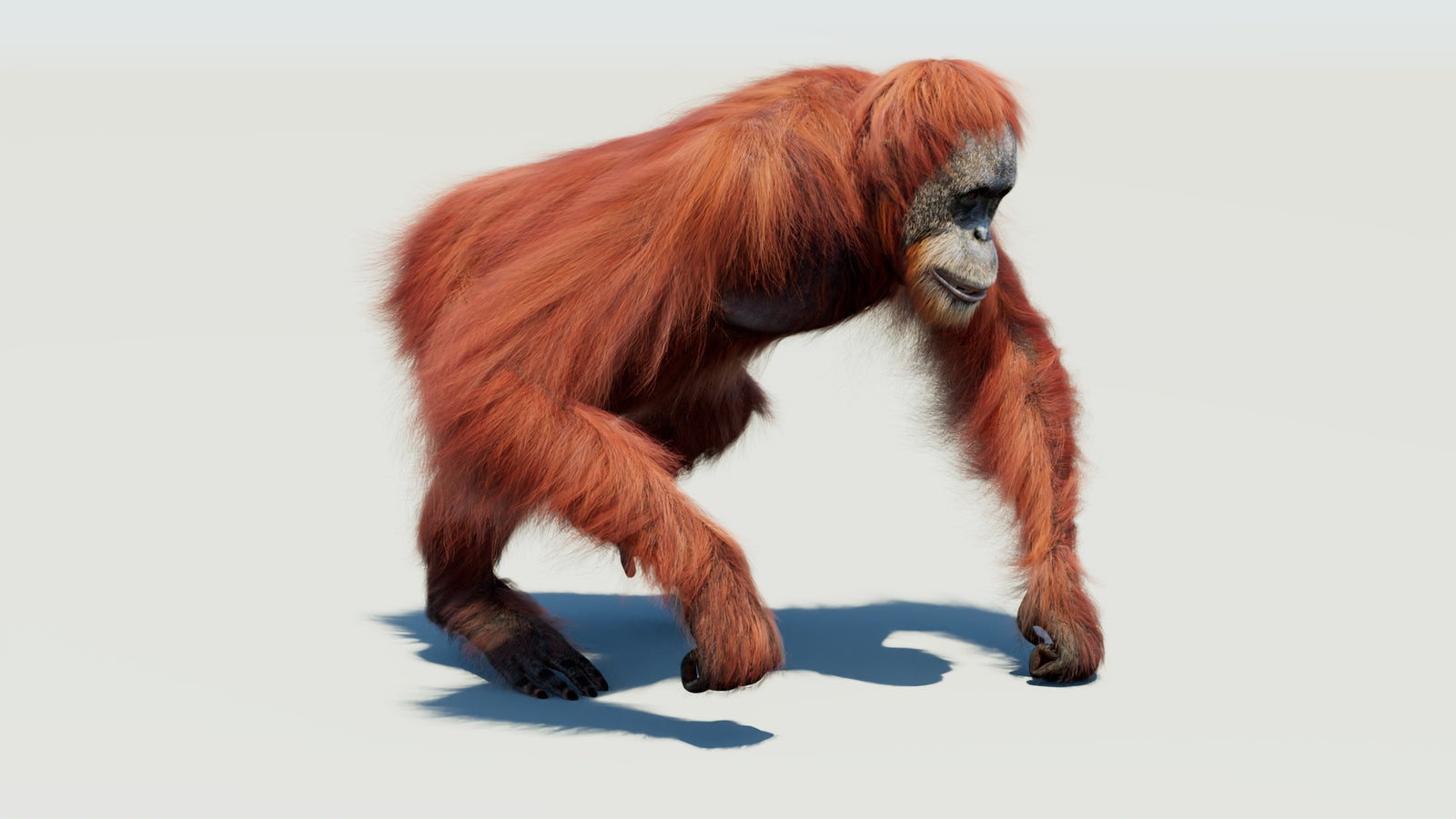Orangutan 3D Model Animated Fur 360° view 3 frame 11