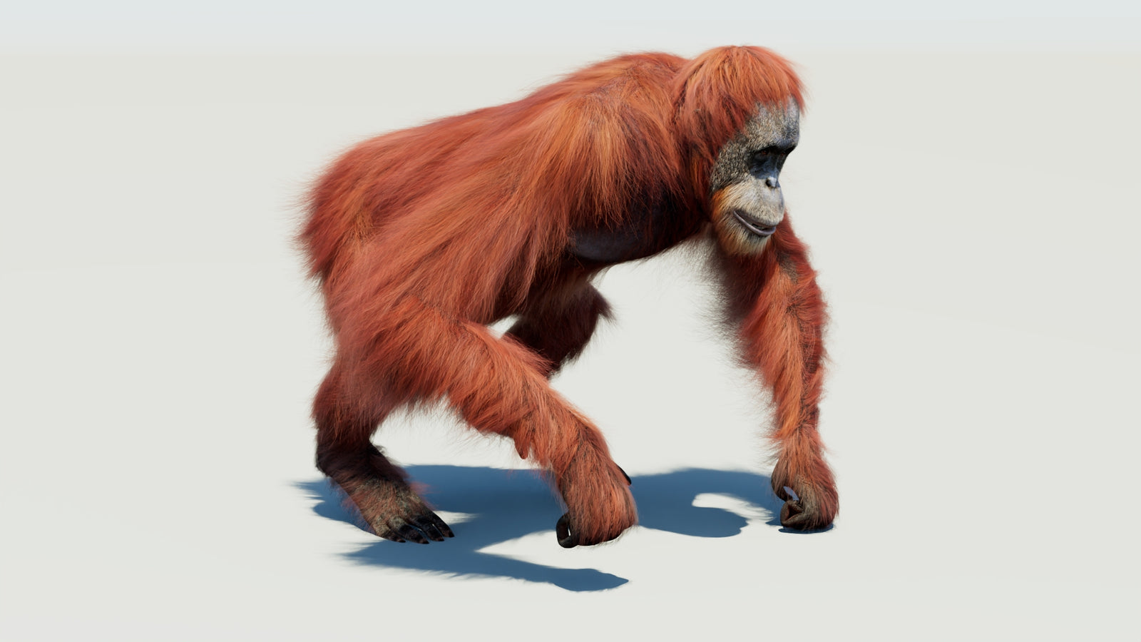 Orangutan 3D Model Animated Fur 360° view 3 frame 13