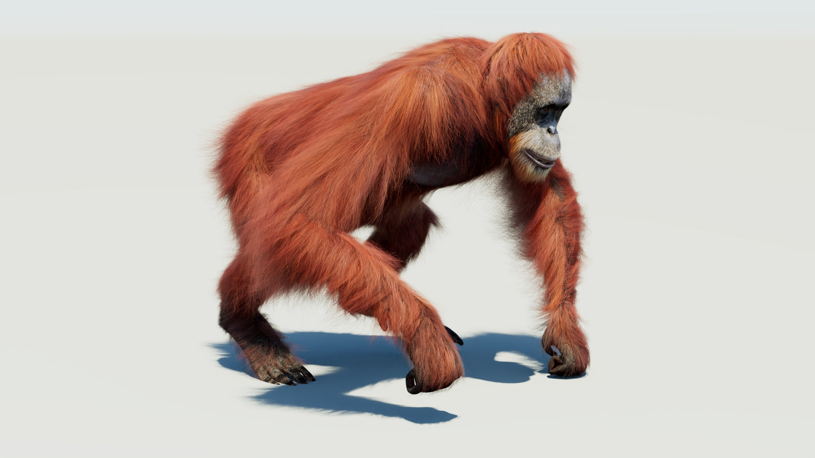Orangutan 3D Model Animated Fur 360° view 3 frame 14