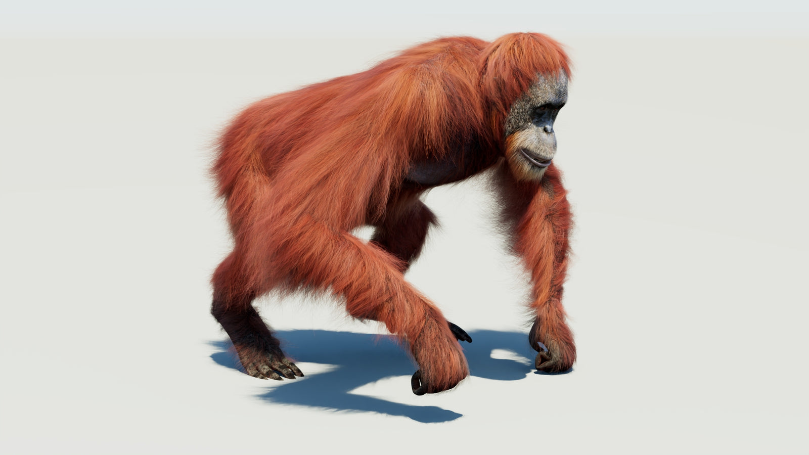 Orangutan 3D Model Animated Fur 360° view 3 frame 15