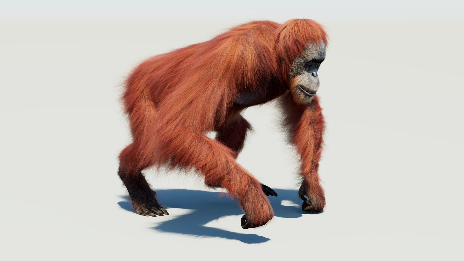 Orangutan 3D Model Animated Fur 360° view 3 frame 16
