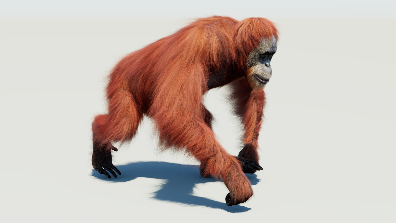 Orangutan 3D Model Animated Fur 360° view 3 frame 21