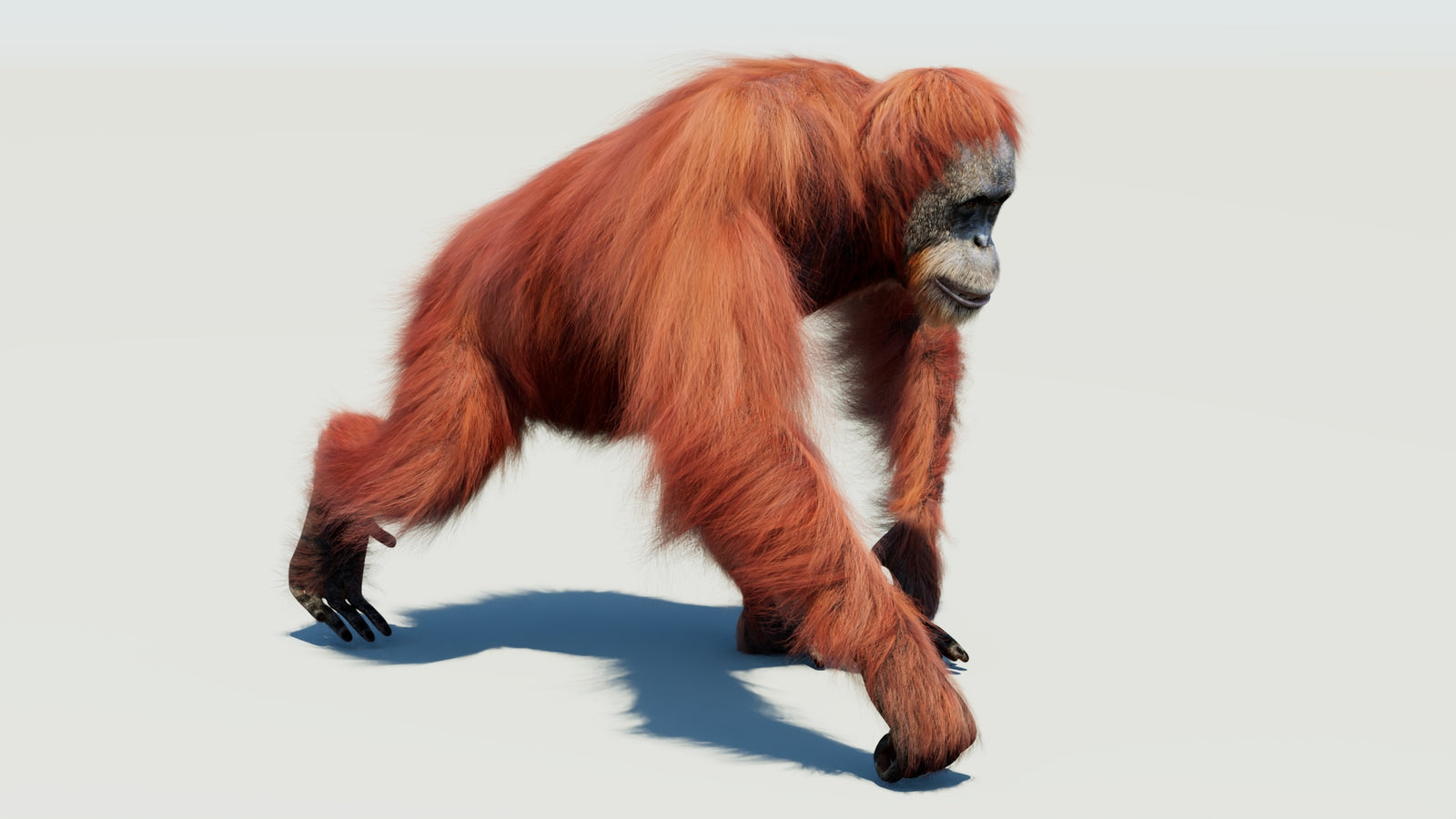 Orangutan 3D Model Animated Fur 360° view 3 frame 25