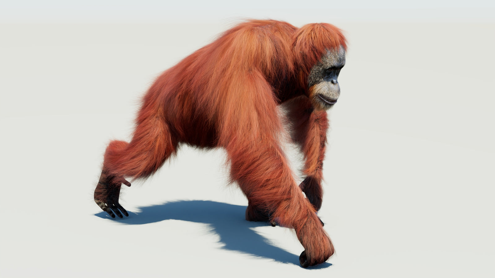 Orangutan 3D Model Animated Fur 360° view 3 frame 26