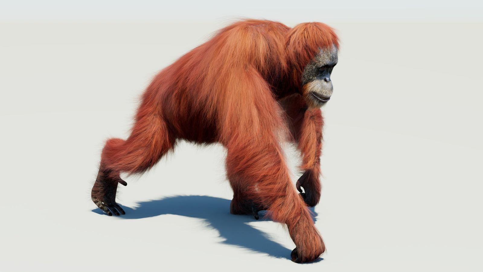 Orangutan 3D Model Animated Fur 360° view 3 frame 28