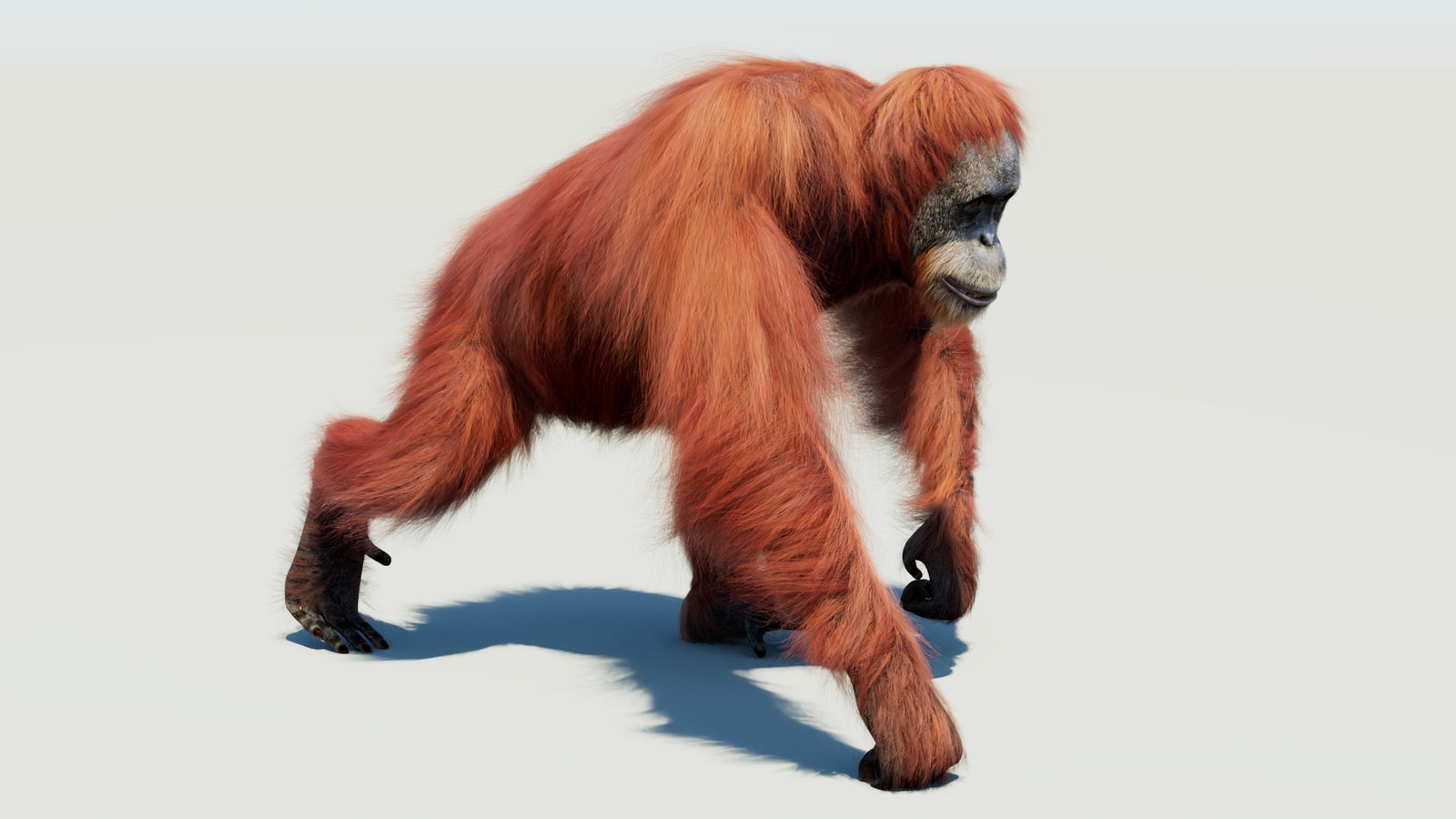 Orangutan 3D Model Animated Fur 360° view 3 frame 29