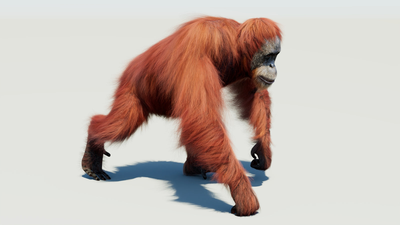 Orangutan 3D Model Animated Fur 360° view 3 frame 30
