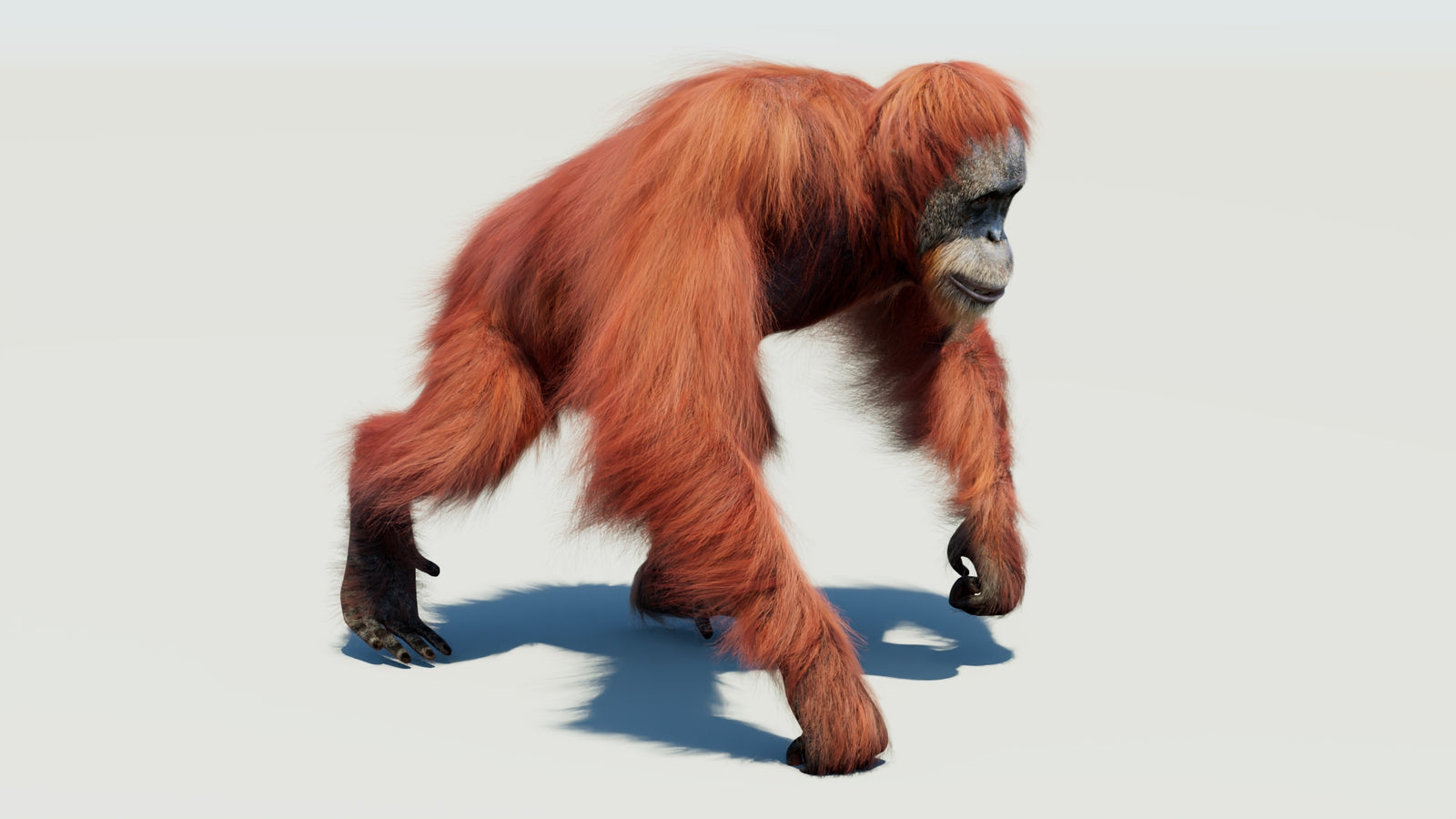 Orangutan 3D Model Animated Fur 360° view 3 frame 33