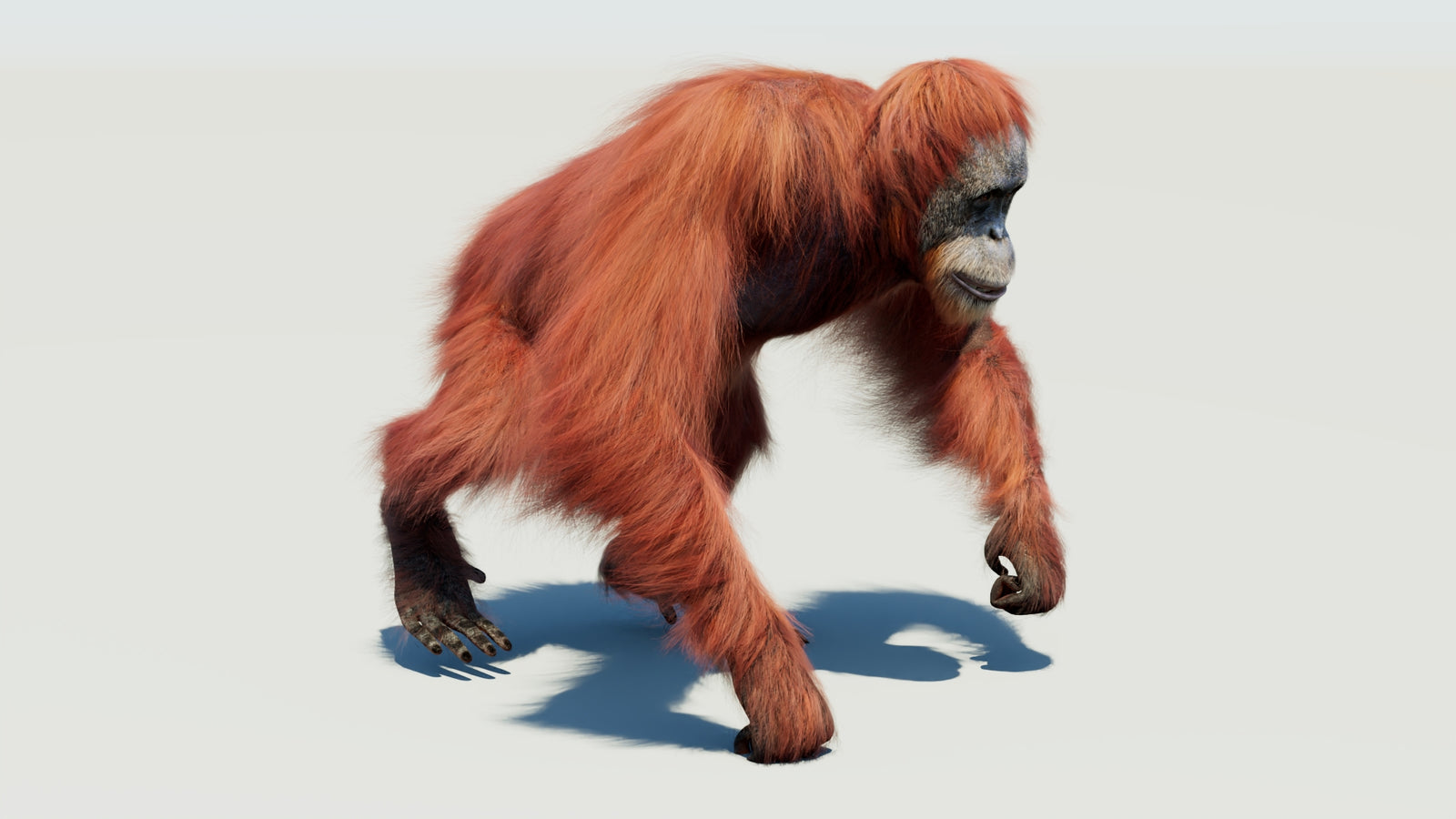 Orangutan 3D Model Animated Fur 360° view 3 frame 36