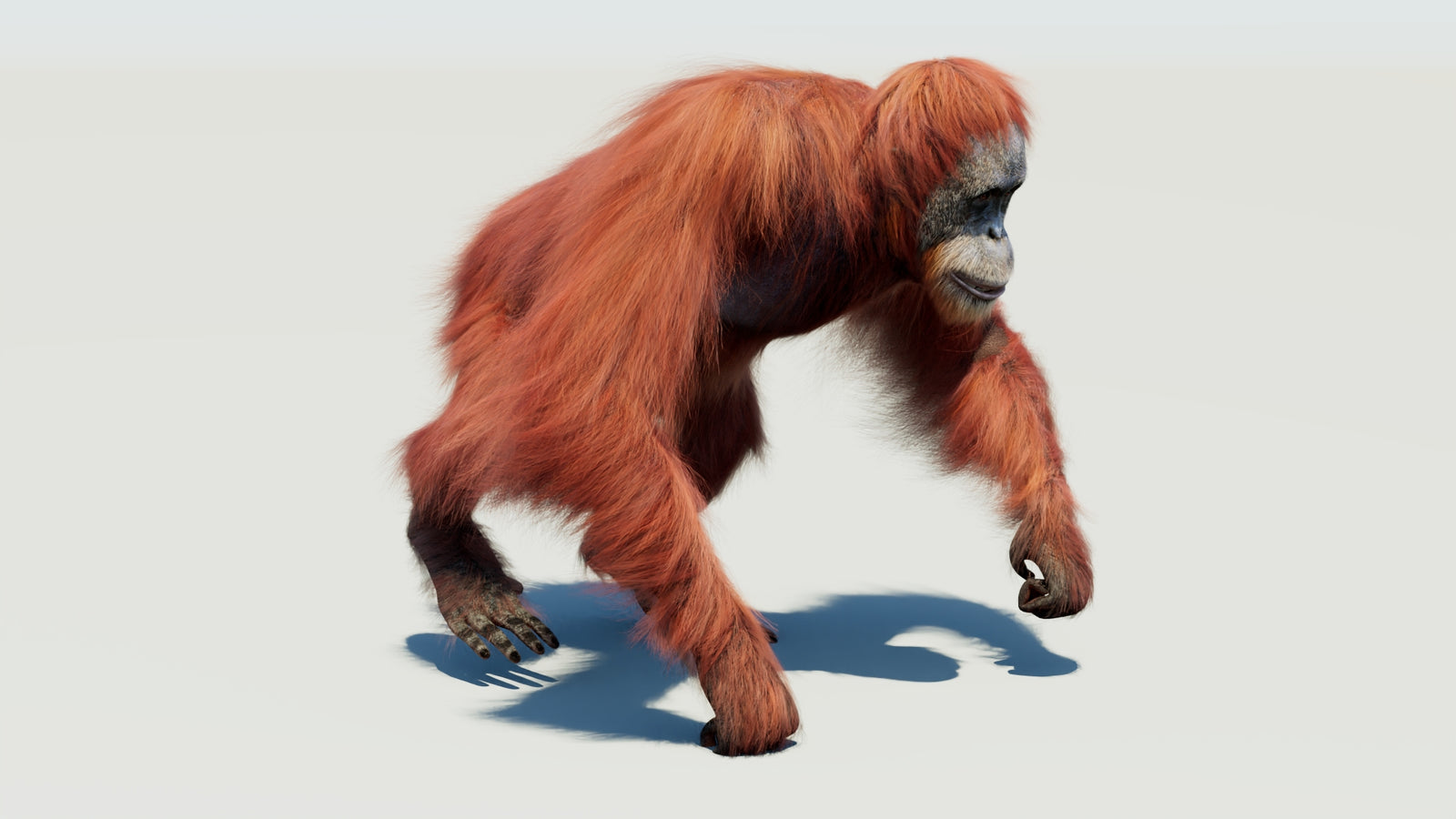 Orangutan 3D Model Animated Fur 360° view 3 frame 38