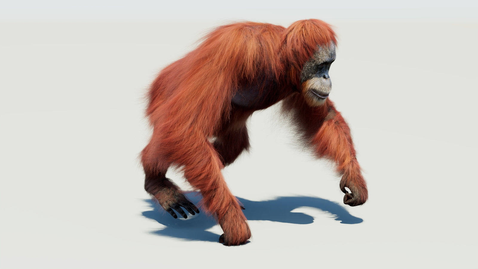 Orangutan 3D Model Animated Fur 360° view 3 frame 40