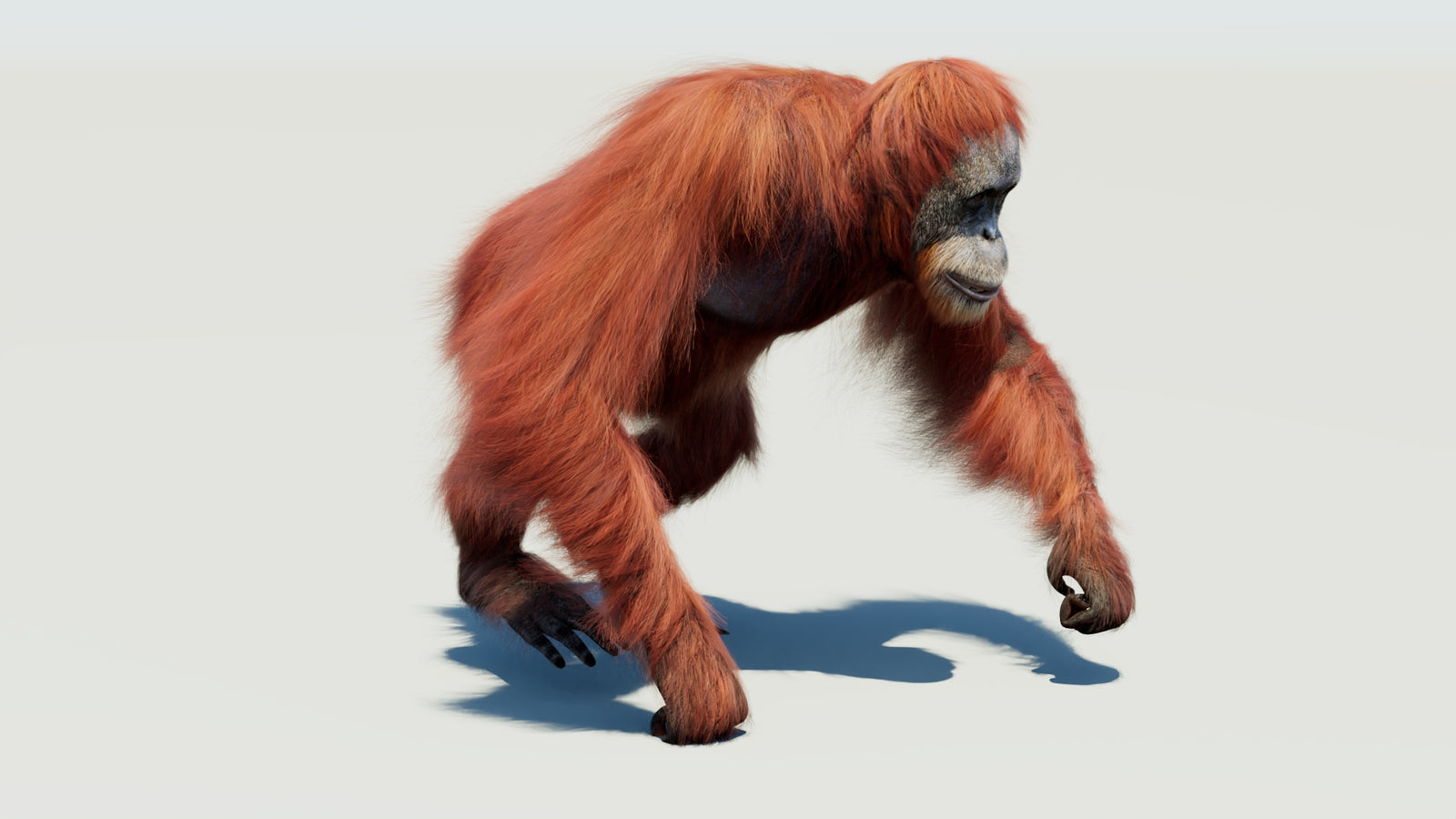 Orangutan 3D Model Animated Fur 360° view 3 frame 41