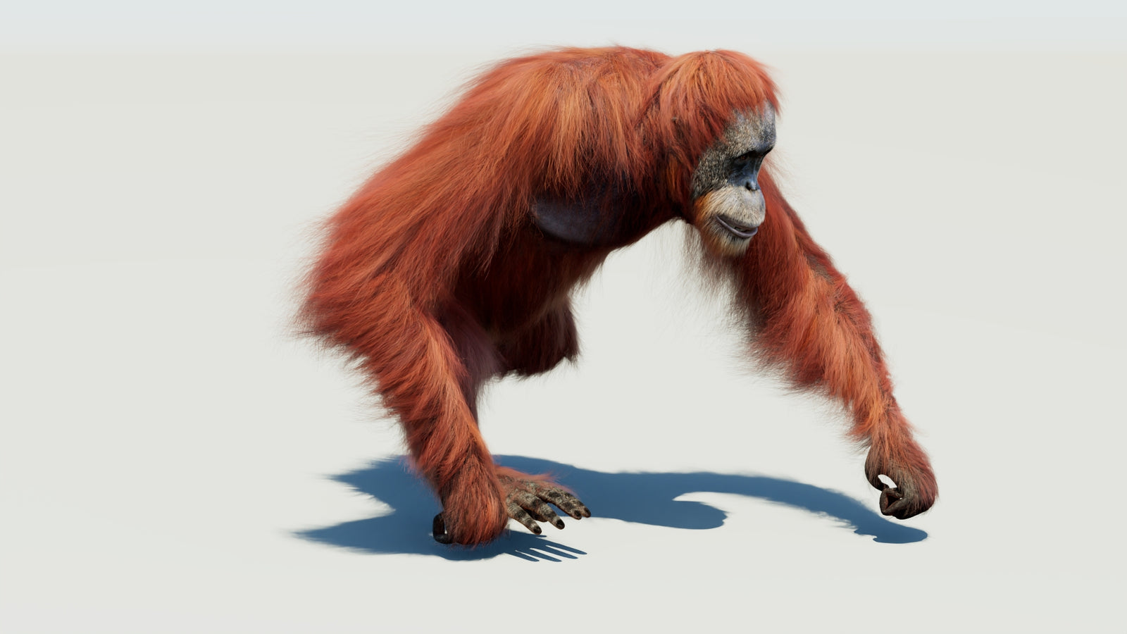 Orangutan 3D Model Animated Fur 360° view 3 frame 47