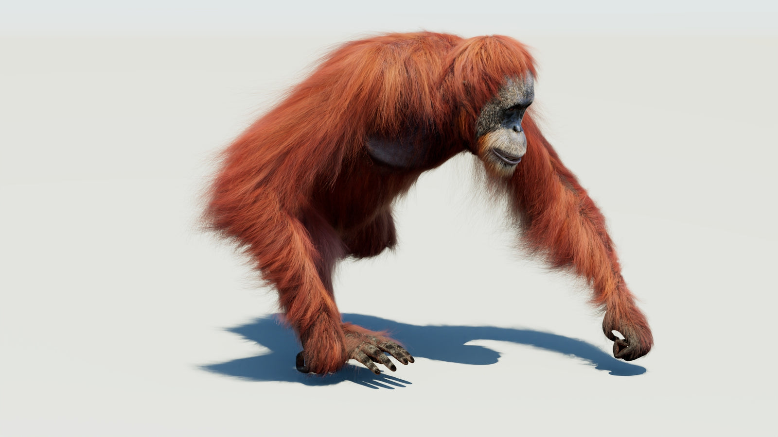 Orangutan 3D Model Animated Fur 360° view 3 frame 48