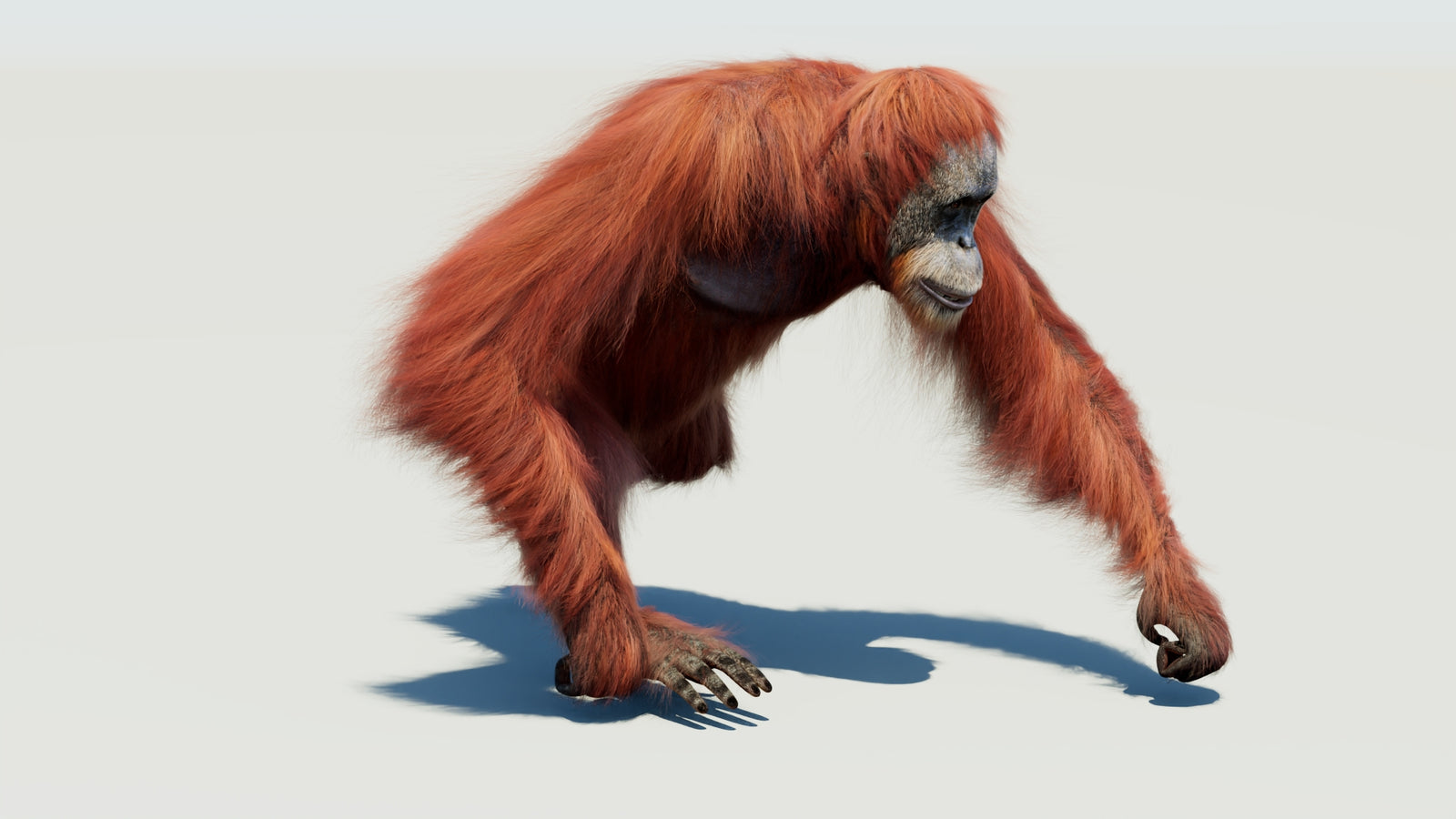 Orangutan 3D Model Animated Fur 360° view 3 frame 49