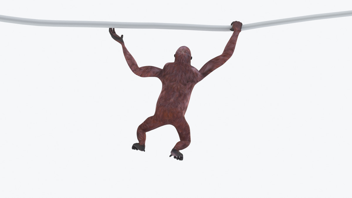 Animated Female Orangutan 3D Model - 360 Degree View