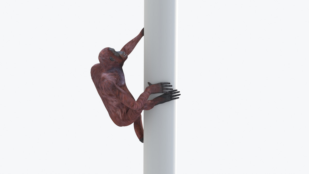 Animated Female Orangutan 3D Model - 360 Degree View