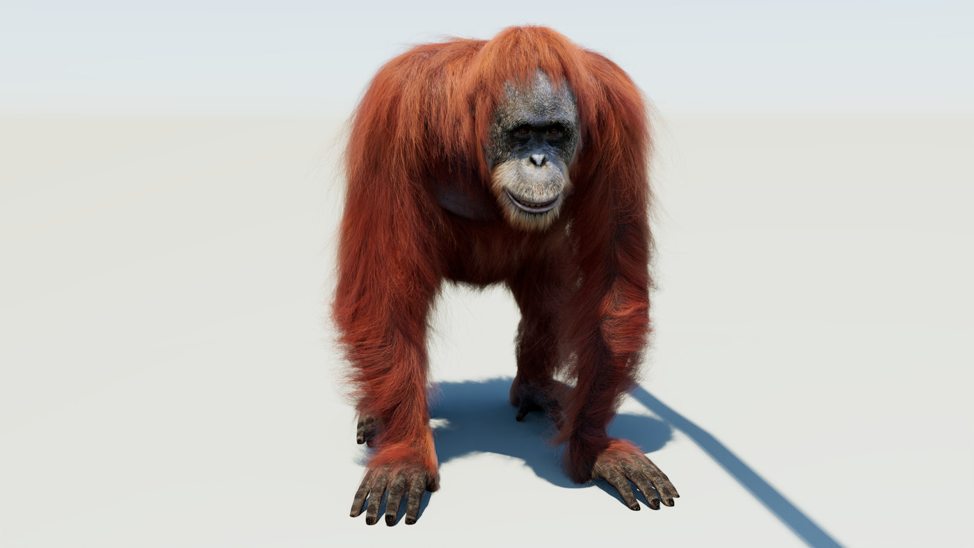 Orangutan 3D Model Animated Fur - 360 Degree View