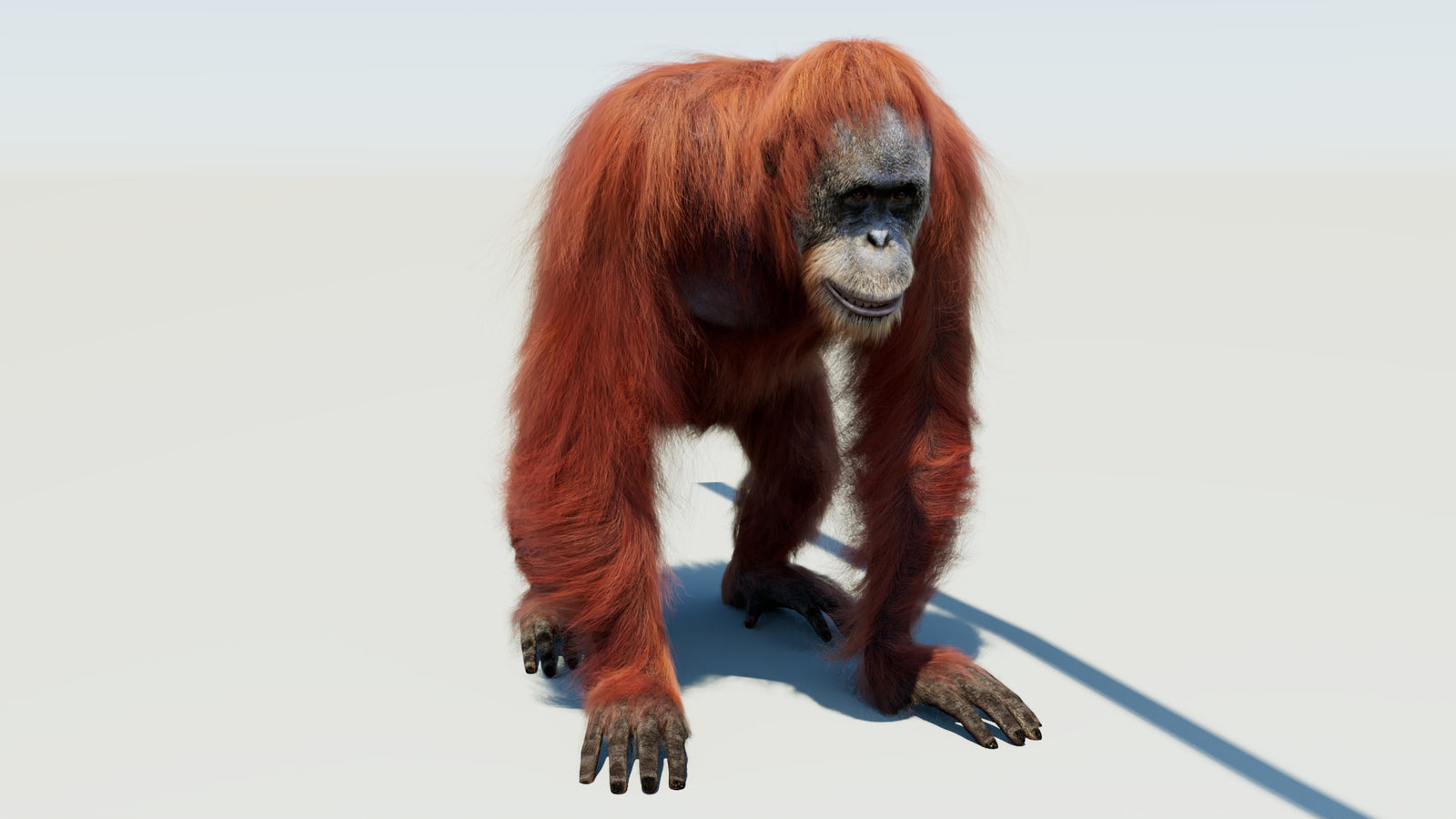 Orangutan 3D Model Animated Fur 360° view 1 frame 2