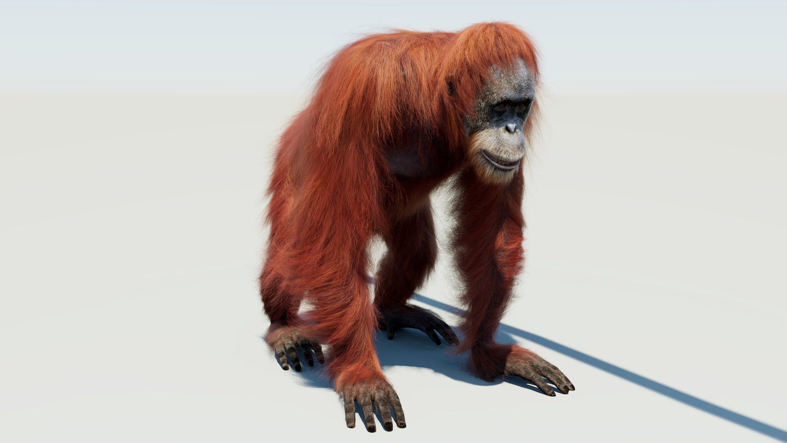 Oranguran Fur 3D Model 360° view 1 frame 3