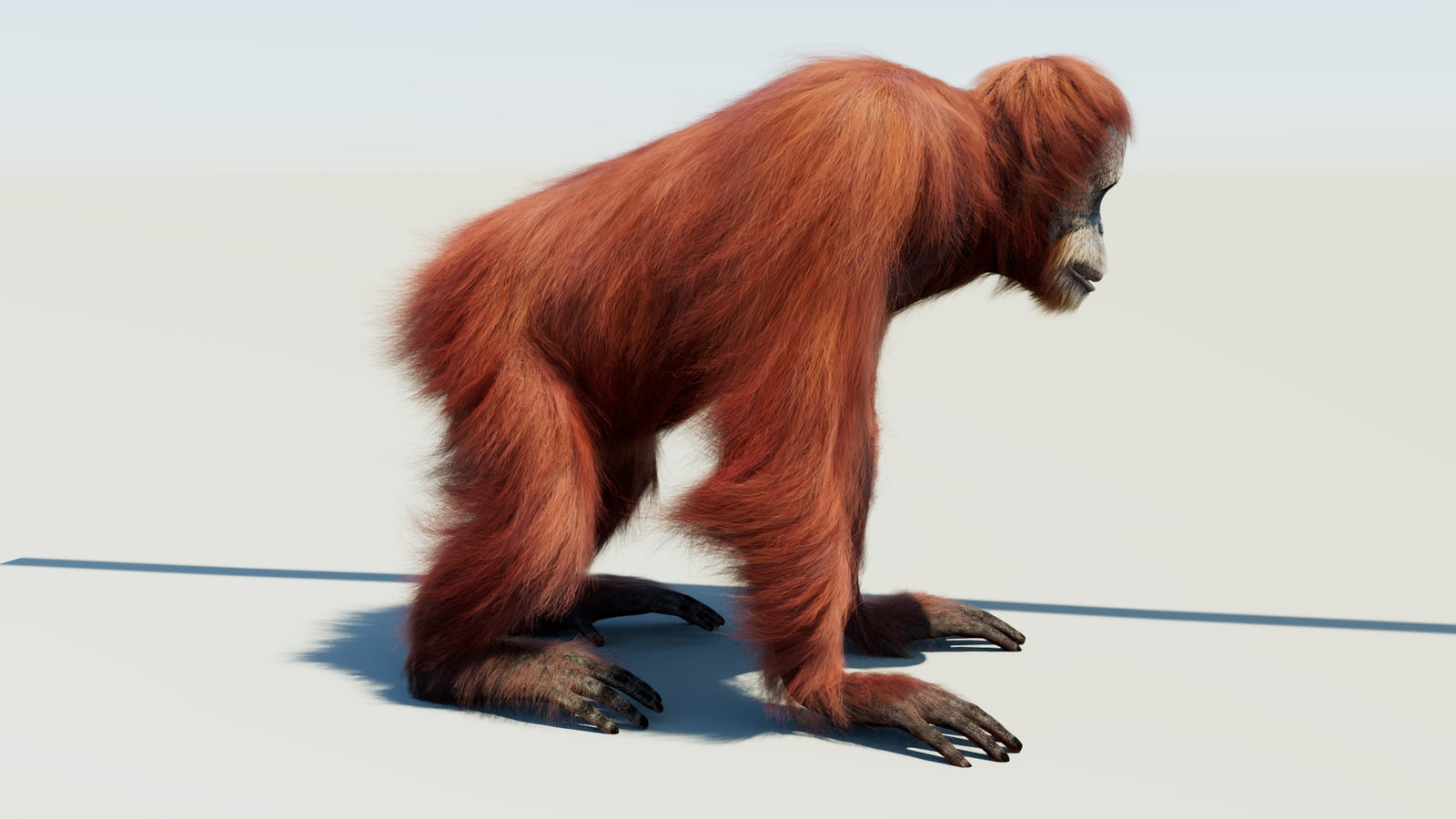 Orangutan 3D Model Animated Fur 360° view 1 frame 8