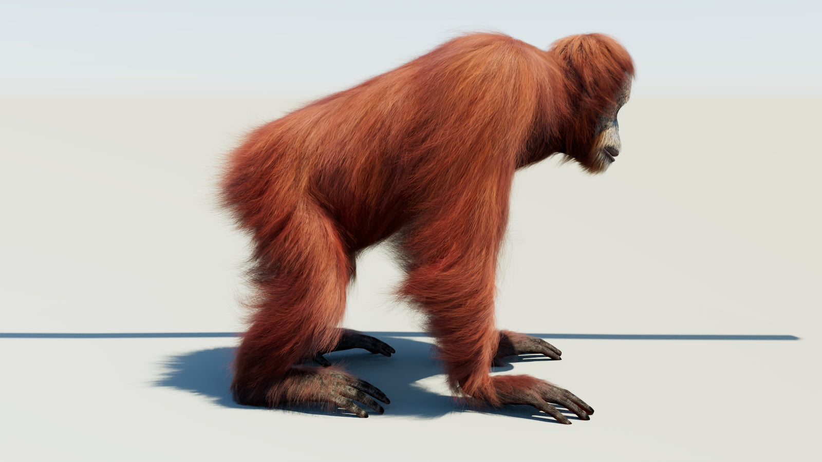 Oranguran Fur 3D Model 360° view 1 frame 9