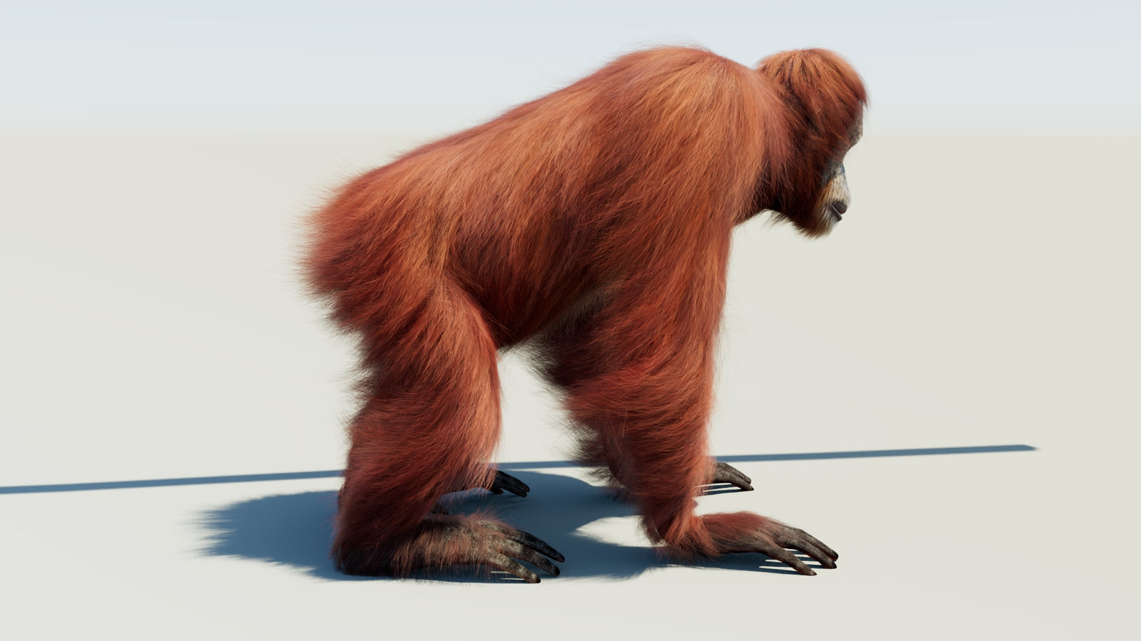 Orangutan 3D Model Animated Fur 360° view 1 frame 10