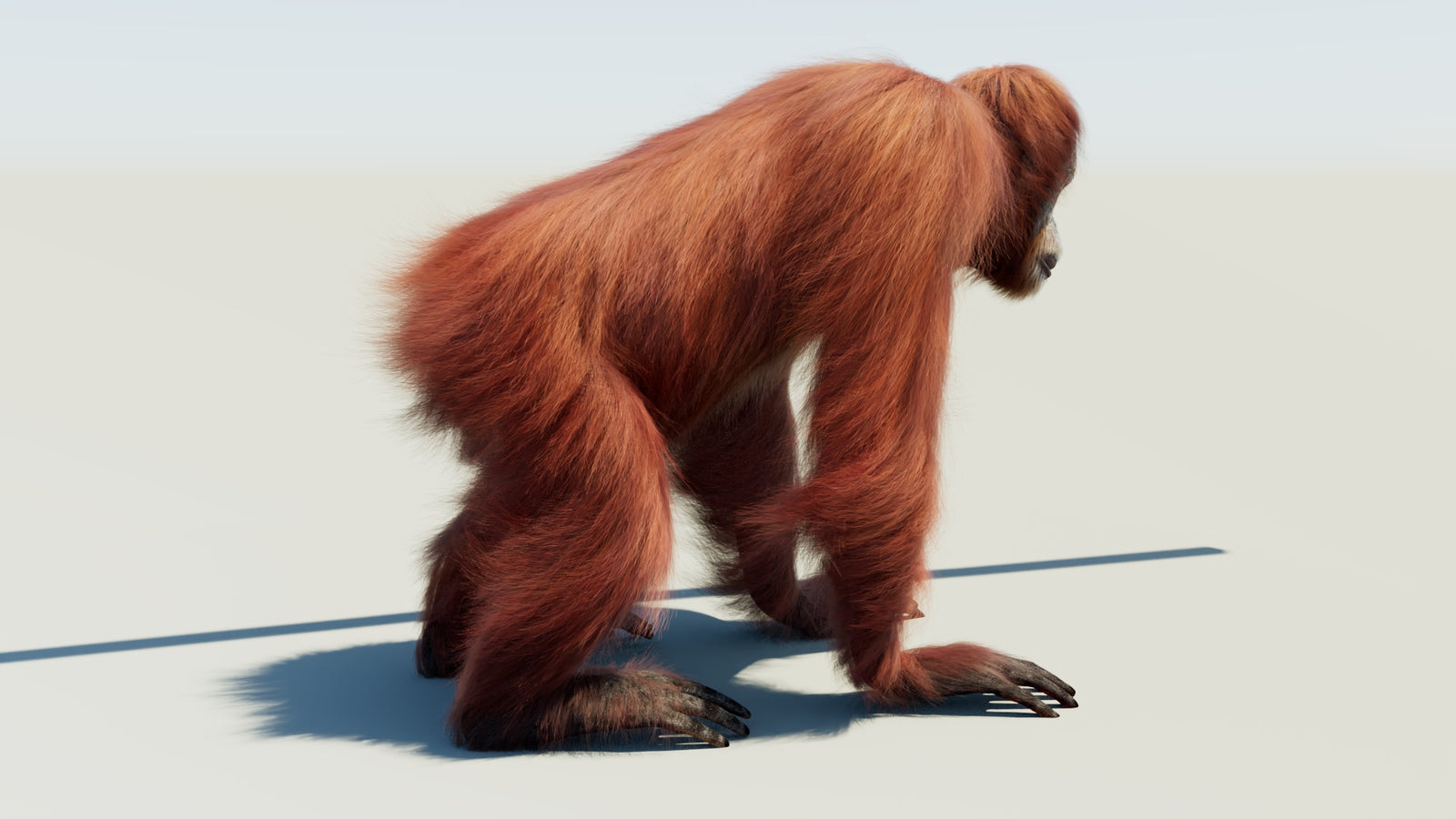 Orangutan 3D Model Animated Fur 360° view 1 frame 11