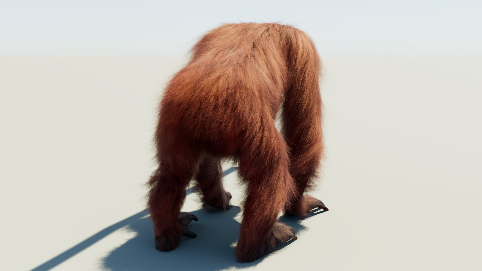 Orangutan 3D Model Animated Fur 360° view 1 frame 16