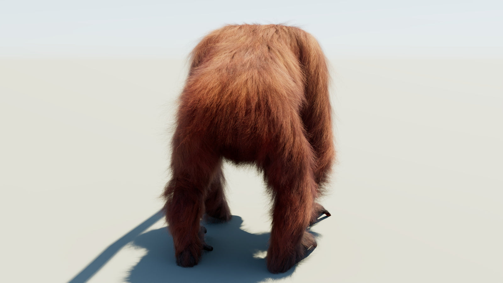 Orangutan 3D Model Animated Fur 360° view 1 frame 17