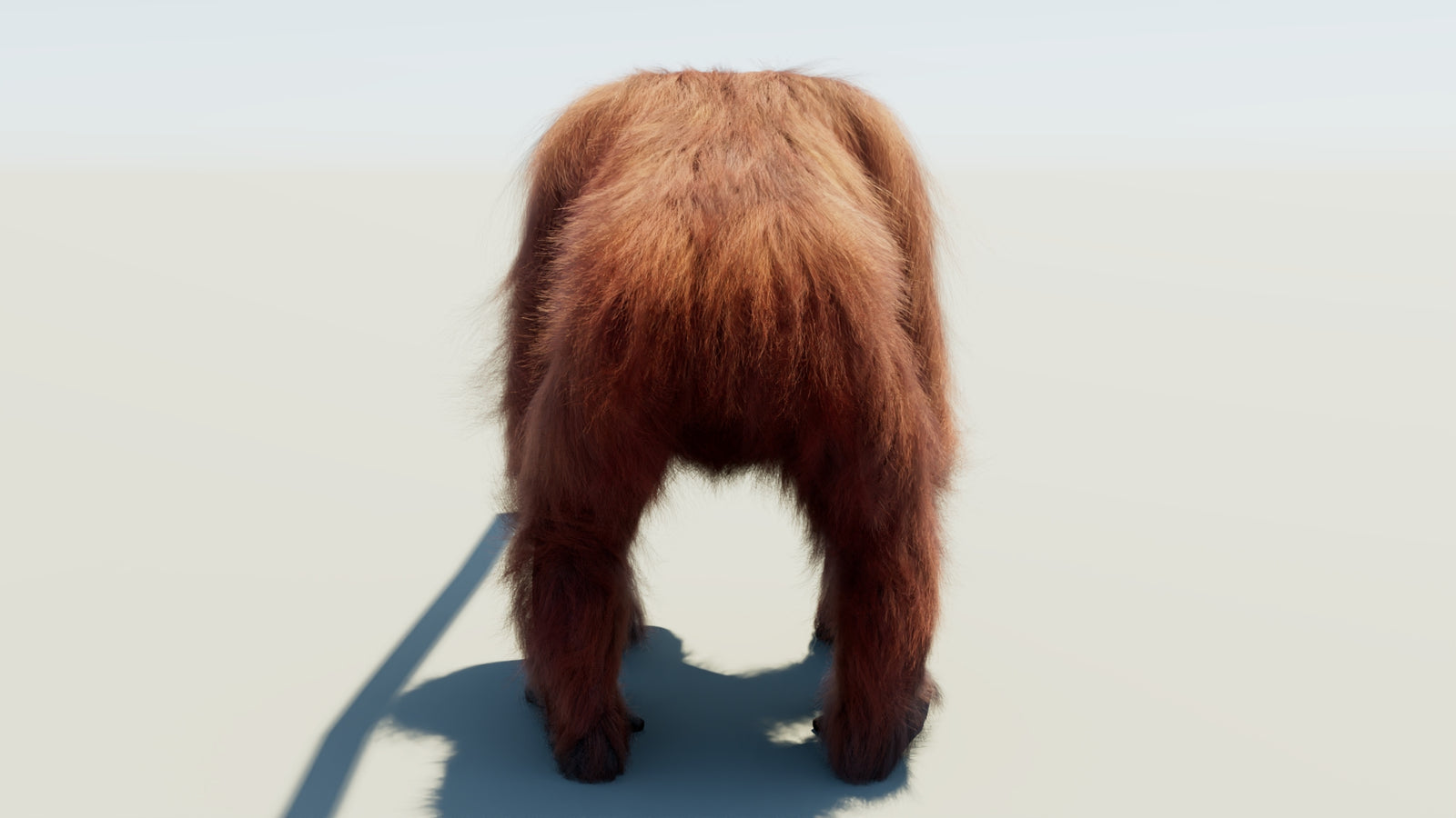 Orangutan 3D Model Animated Fur 360° view 1 frame 18