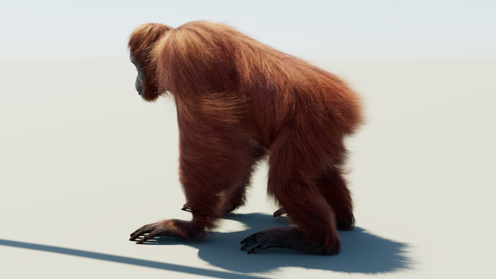 Orangutan 3D Model Animated Fur 360° view 1 frame 25
